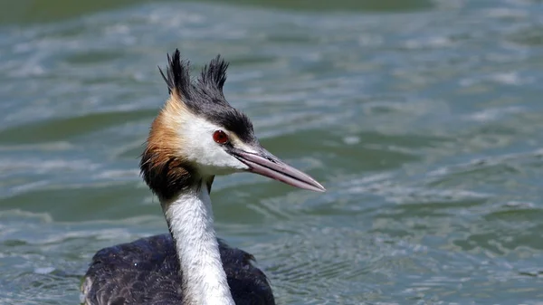 Potápka Roháč Podiceps Cristatus Jezero Pamvotis Ioannina Řecko — Stock fotografie