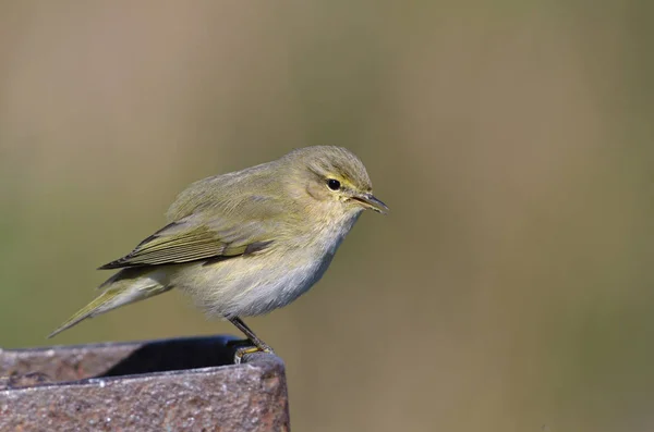 Chiffchaff Phylloscopus Collybita Görögország — Stock Fotó