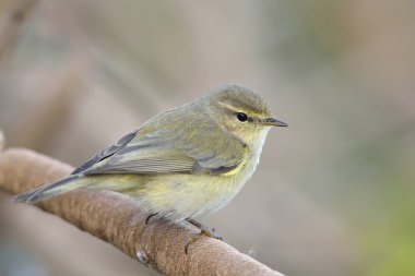 Çıvgın - Phylloscopus collybita, Yunanistan 