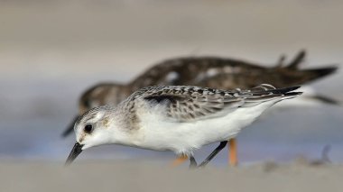 Sanderling (Calidris alba), Yunanistan