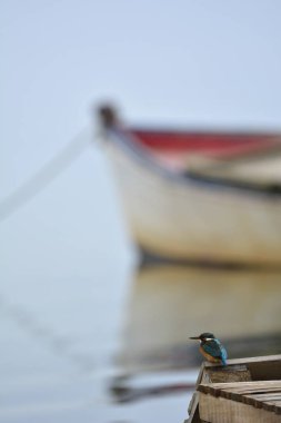 Bir ortak Kingfisher (Alcedo şuna), Yunanistan