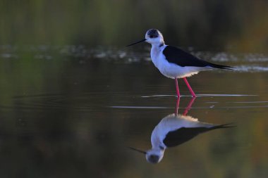 Kara kanatlı Stilt (Himantopus himantopus), Yunanistan