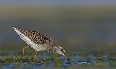 Çulluk - Tringa Glareola, Girit 