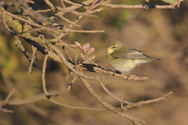 Willow Warbler (Phylloscopus trochilus), Yunanistan