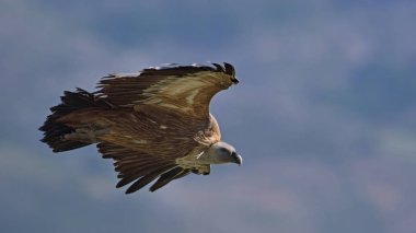 Griffon Vulture - Gyps fulvus, Girit