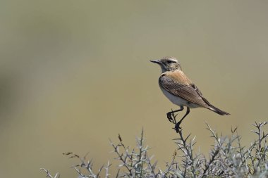 Siyah kulaklı Wheatear (Oenanthe melanoleuca), Girit