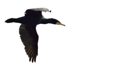 Büyük karabatak (Phalacrocorax carbo), Yunanistan