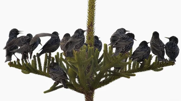 Starlings Sturnus Vulgaris Yunanistan — Stok fotoğraf