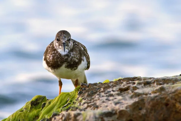 Ruddy Turnstone Arenaria Interprétes Crète — Photo