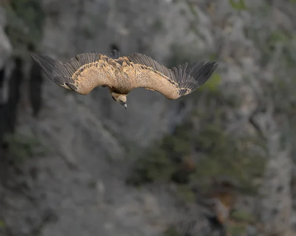 Сип Білоголовий Сип Fulvus Крит — стокове фото