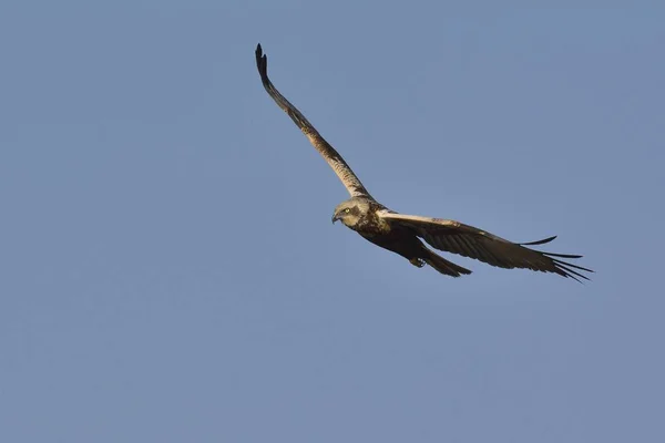 Marsh Harrier Circus Aeroginosus Creta — Foto de Stock