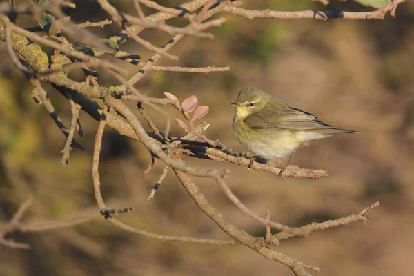 Willow Warbler Phylloscopus Trochilus Görögország — Stock Fotó