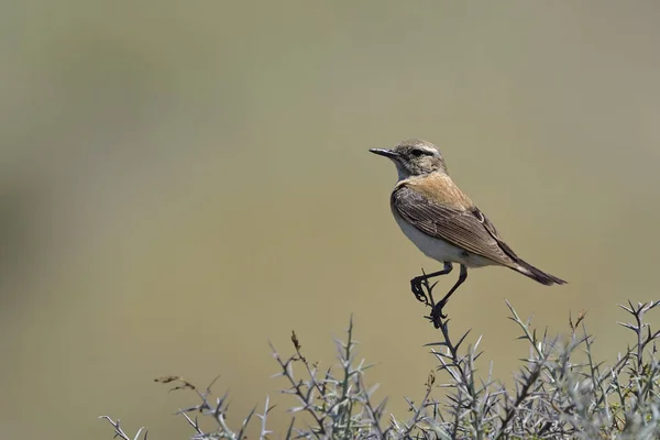 Schwarzohr Steinschmätzer Oenanthe Melanoleuca Kreta — Stockfoto