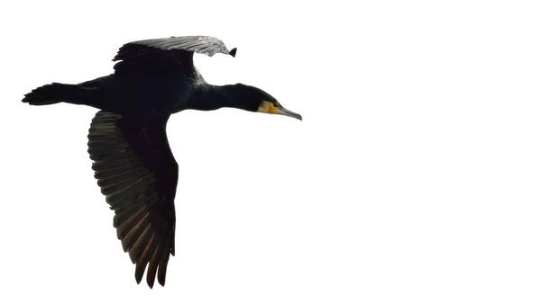 Kormoran Phalacrocorax Carbo Grecja — Zdjęcie stockowe