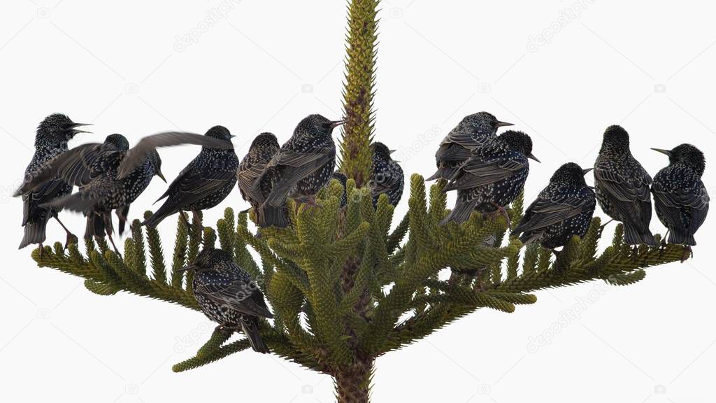Starlings - Sturnus vulgaris, Greece