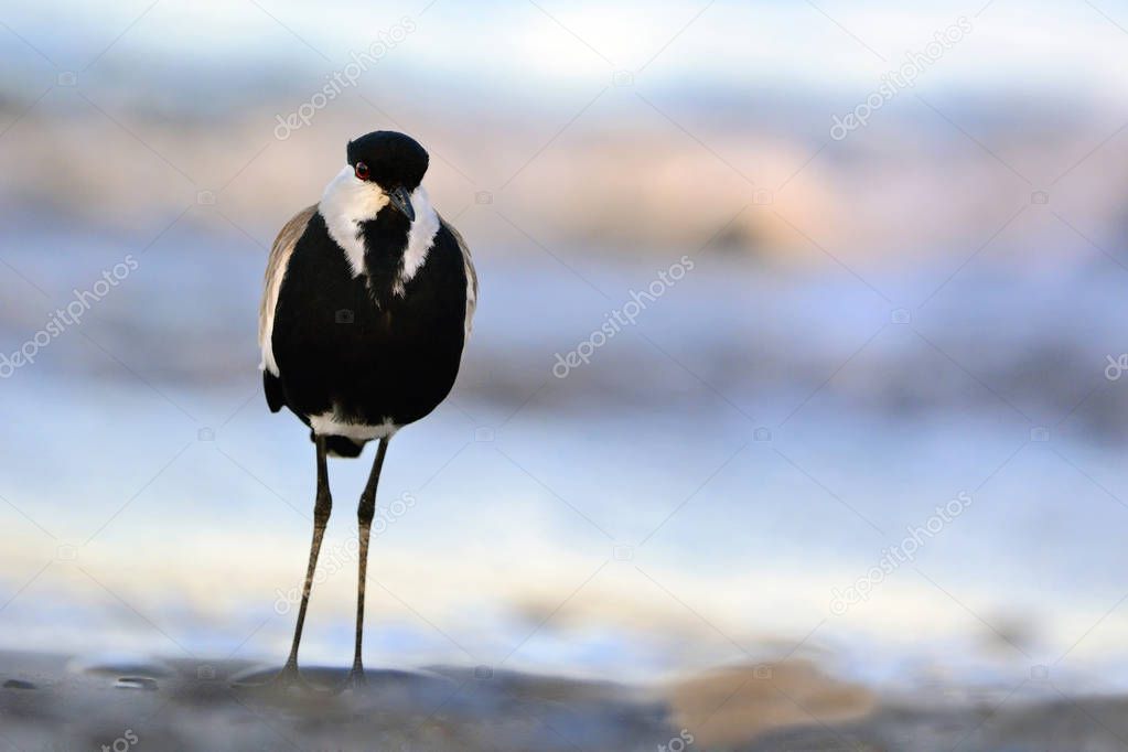 Spur-winged Lapwing or Spur-winged Plover -Vanellus spinosus, Crete 