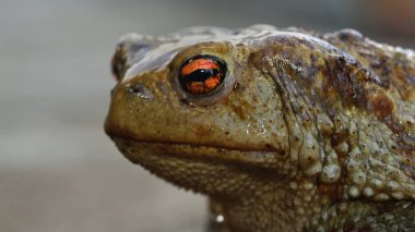 Ortak (kurbağa Bufo bufo), Yunanistan