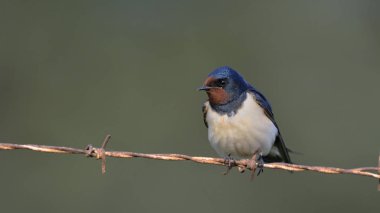 Kırlangıcı - Hirundo rustica, Crete 