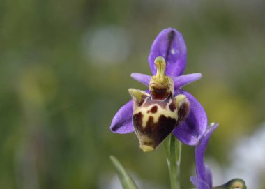 Orkide Ophrys heldreichii, Crete 