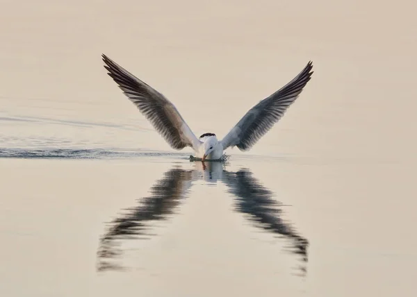 Nce Gagalı Martı Chroicocephalus Genei Crete — Stok fotoğraf