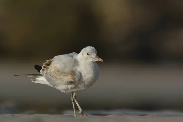 Чайка Тонкими Клювами Chroicocephalus Genei Крит — стоковое фото