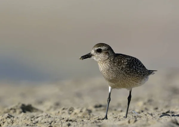 Grey Plover Pluvialis Squatarola Kreta — Stockfoto