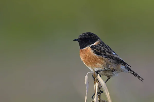 Common Stonechat Saxicola Rubicola Kréta — Stock fotografie