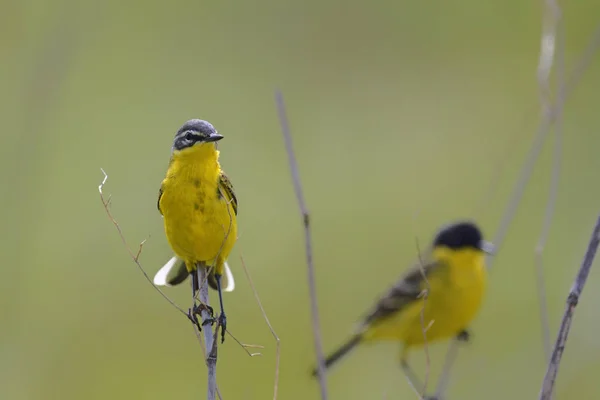 Yellow Wagtail Motacilla Flava Ελλάδα — Φωτογραφία Αρχείου