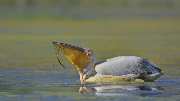 大白鹈鹕 Pelecanus Onocrotalus 克里特岛 — 图库照片