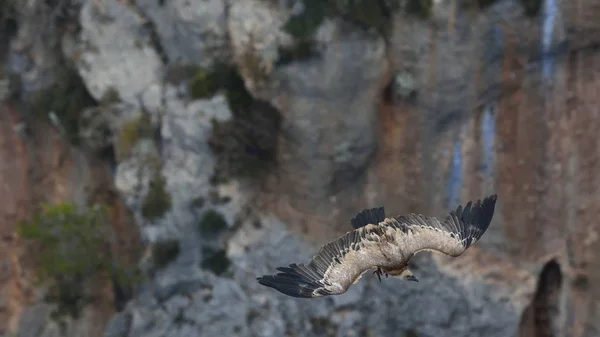 Griffon Vulture Gyps Fulvus Crete — Stock Photo, Image