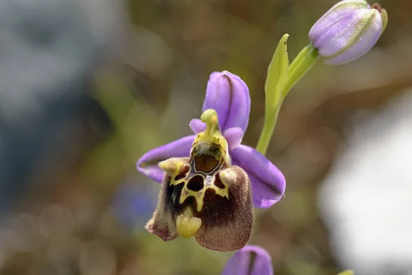 Orquídea Ophrys Episcopalis Creta — Foto de Stock