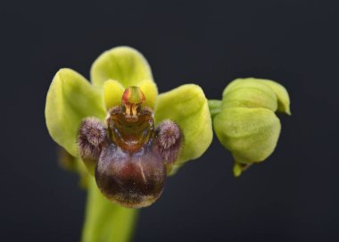 Bumblebee Orkidesi (Ophrys bombyliflora), Girit