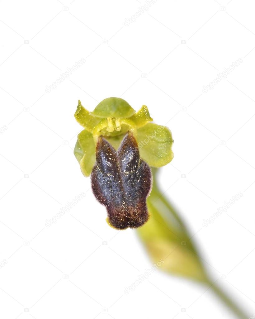 Orchid Ophrys cinereophila, Crete 
