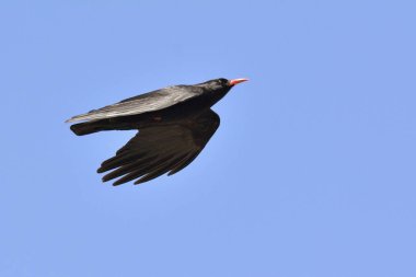 Kırmızı gagalı dağ kargası (Pyrrhocorax pyrrhocorax), Crete