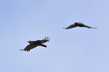 Kuzgunlar - Corvus corax, Crete 