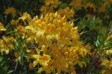 Sarı ormangülü (Rhododendron luteum), Midilli, Yunanistan