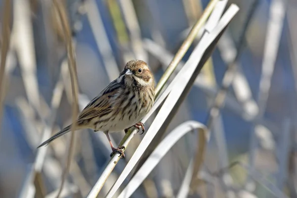 Közös Nádi Sármány Emberiza Schoeniclus Görögország — Stock Fotó