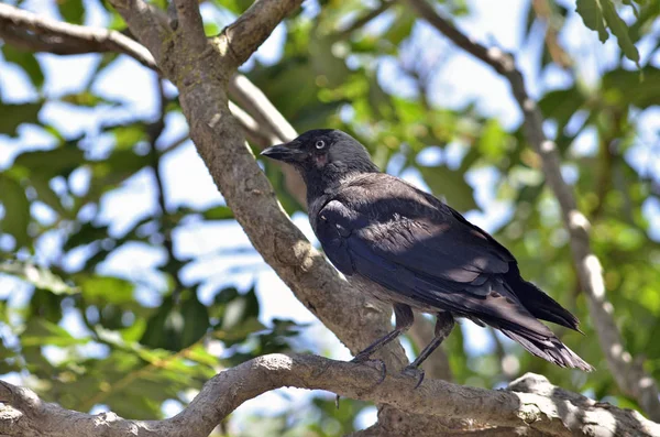 Eurasian Jackdaw Corvus Monedula Greece — Stock Photo, Image