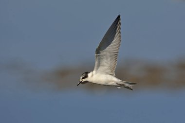 Bıyıklı sumru - Chlidonias hybridus, Crete 