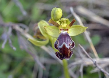 Ophrys omegaifera, Leros, Yunanistan