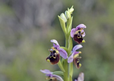 Ophrys tili, Leros, Yunanistan