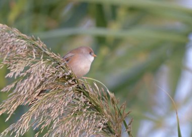 Sakallı Reedling (Panurus biarmicus), Yunanistan 