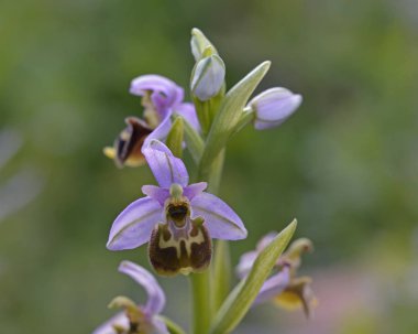 Ophrys tili, Leros, Yunanistan
