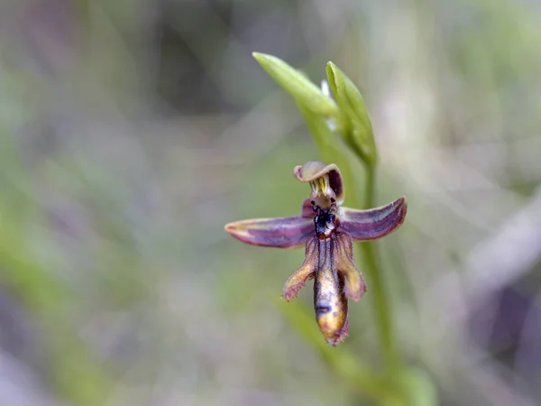 Ophrys Regis Ferdinandii Leros Griekenland — Stockfoto