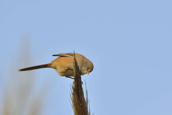 수염이 산호초 Panurus Biarmicus 그리스 — 스톡 사진