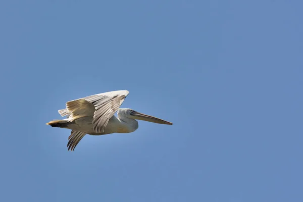 Далматинский Пеликан Pelecanus Crispus Греция — стоковое фото