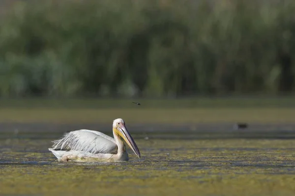 Pelecanus Onocrotalus 克里特岛 — 图库照片