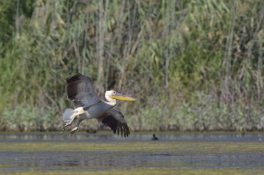 Beyaz pelikan (Pelecanus onocrotalus), Crete 