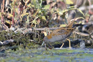 Baillon 's Crake (Zapornia pusilla), Girit