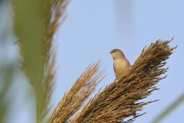 Бородатий Reedling Panurus Biarmicus Греція — стокове фото